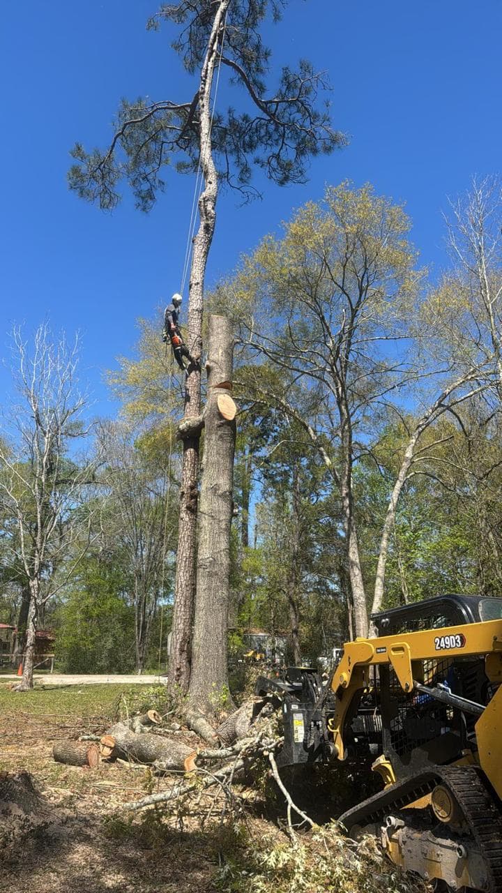 Climber working down the trunk of a pine on rope, cut sections stacked on the ground beside the machine