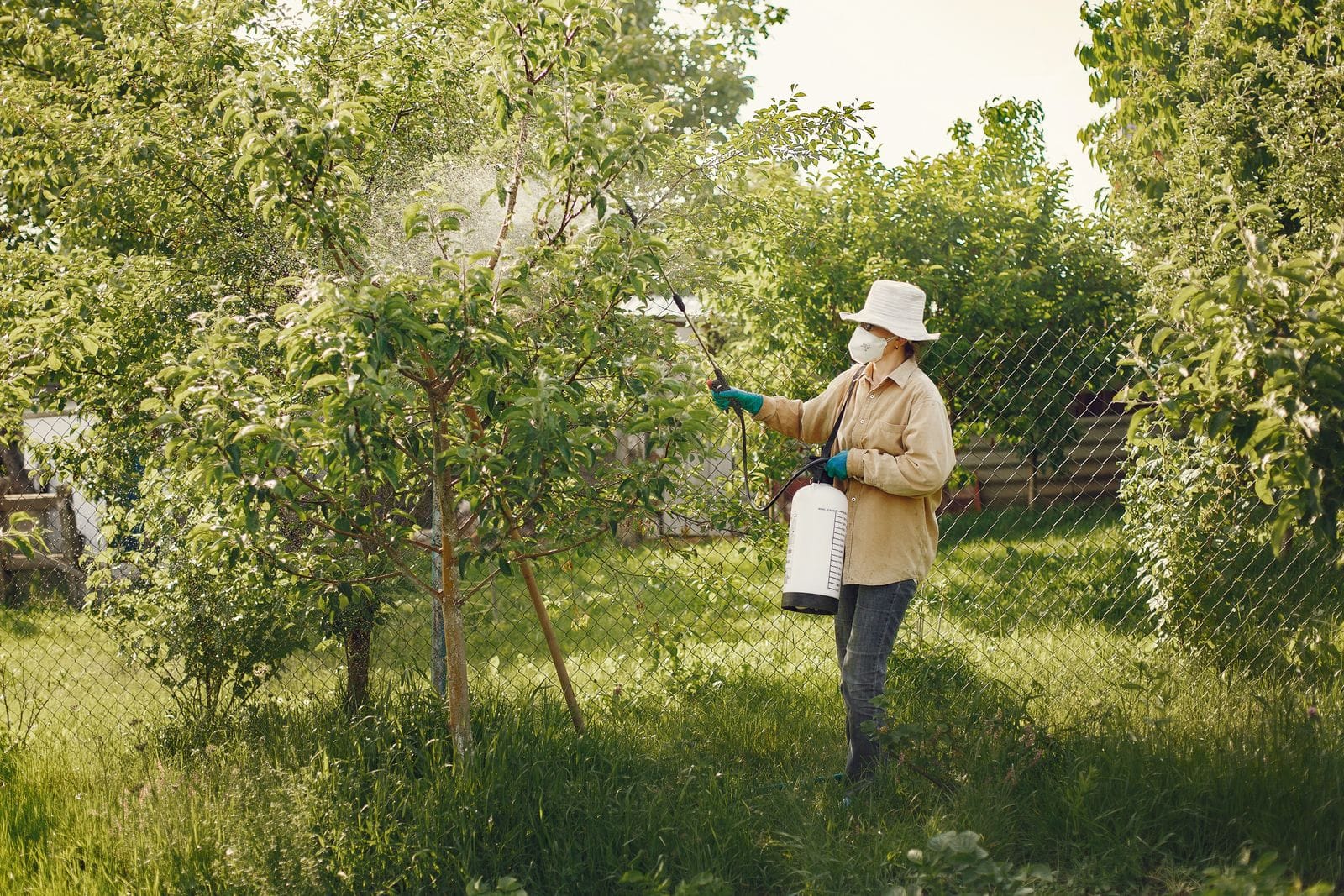 Operator in a mask and gloves treating the canopy of a young tree with a pump sprayer
