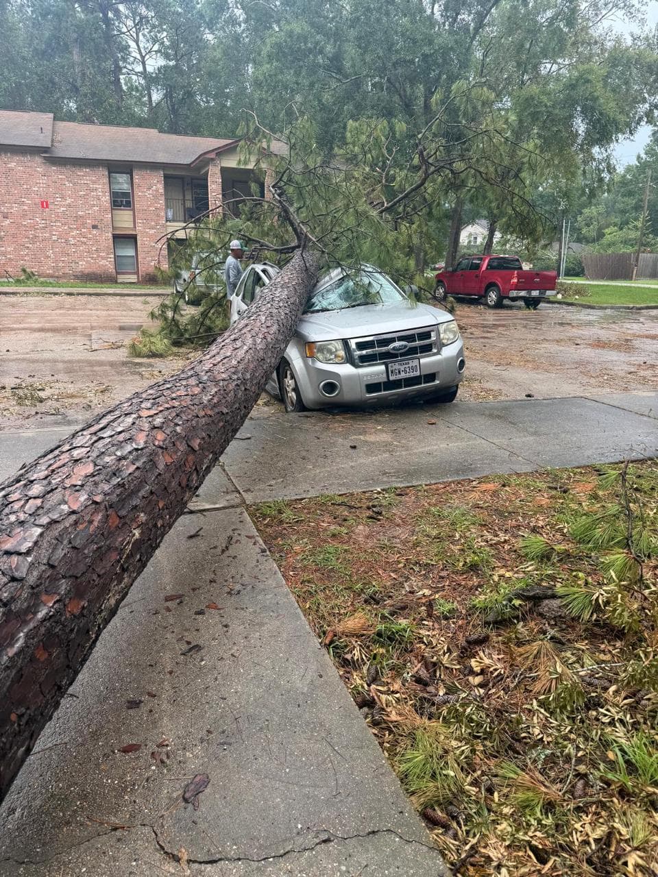 Tree Services photograph from EG Tree Services in the Cleveland, Texas area