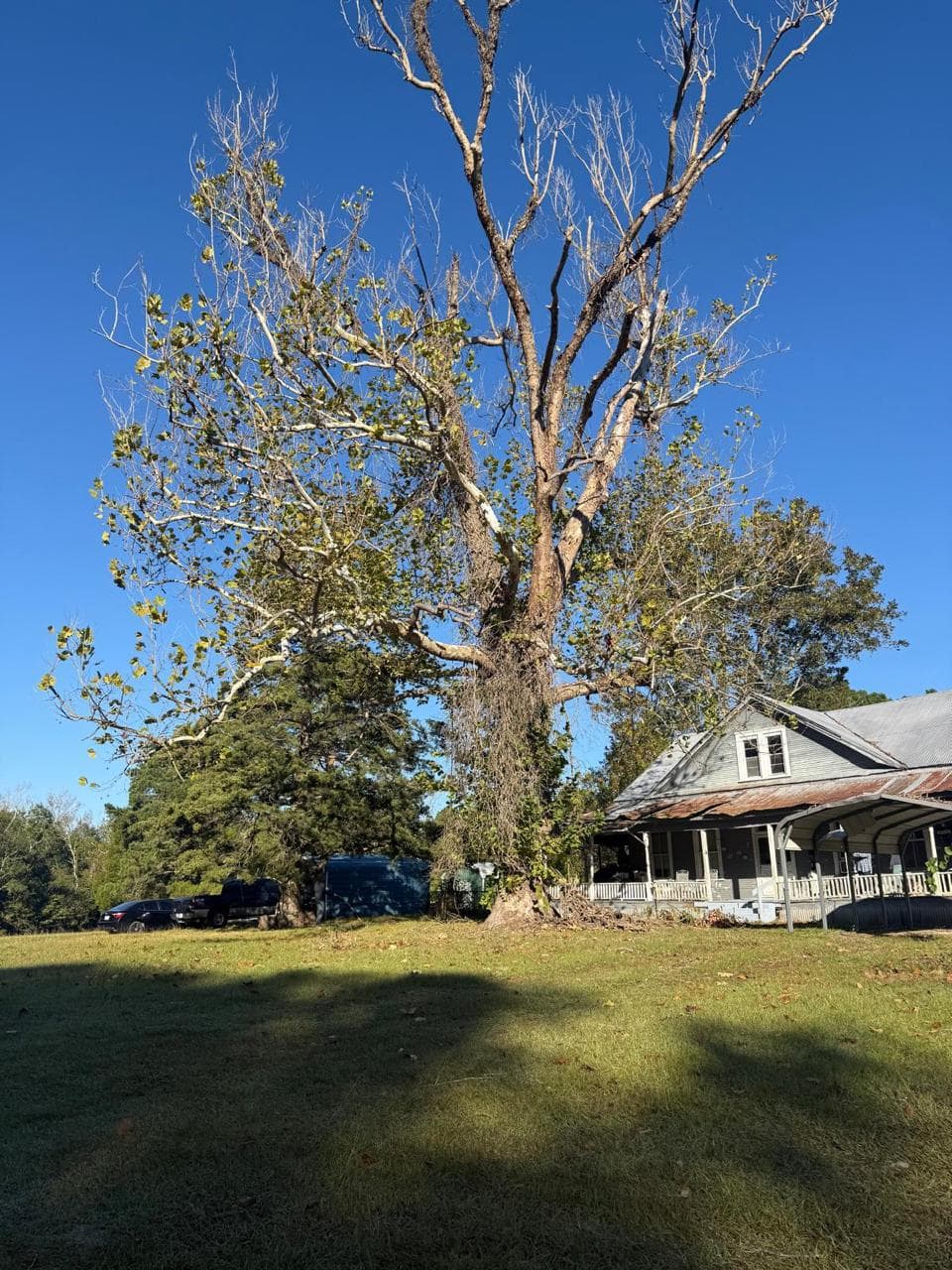 Tree Services photograph from EG Tree Services in the Cleveland, Texas area