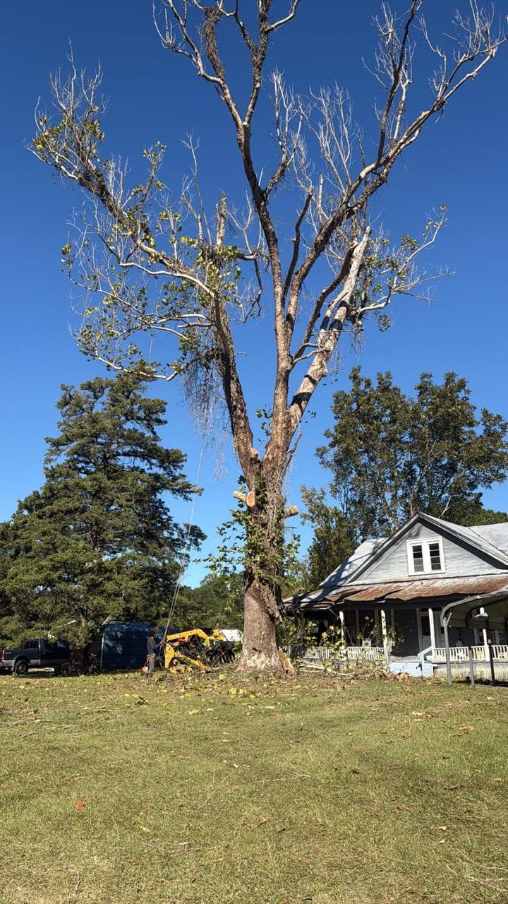 Tree Services photograph from EG Tree Services in the Cleveland, Texas area
