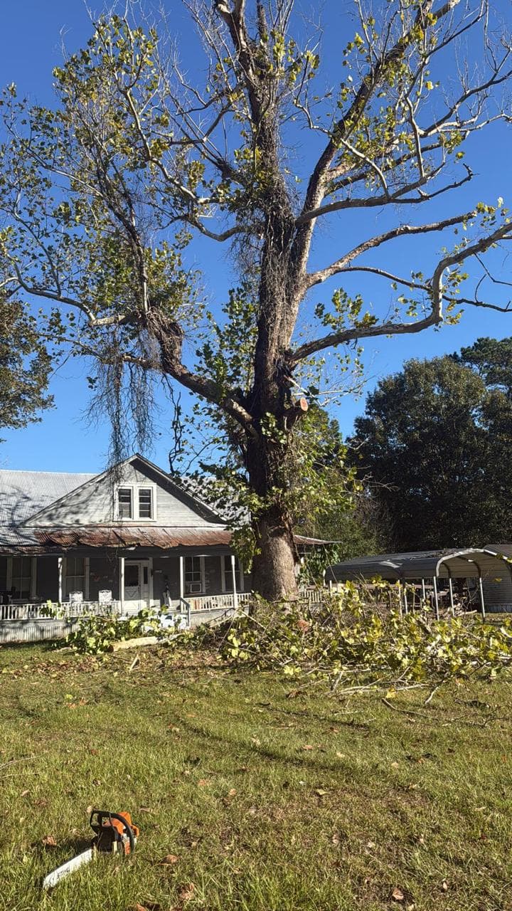 Tree Services photograph from EG Tree Services in the Cleveland, Texas area