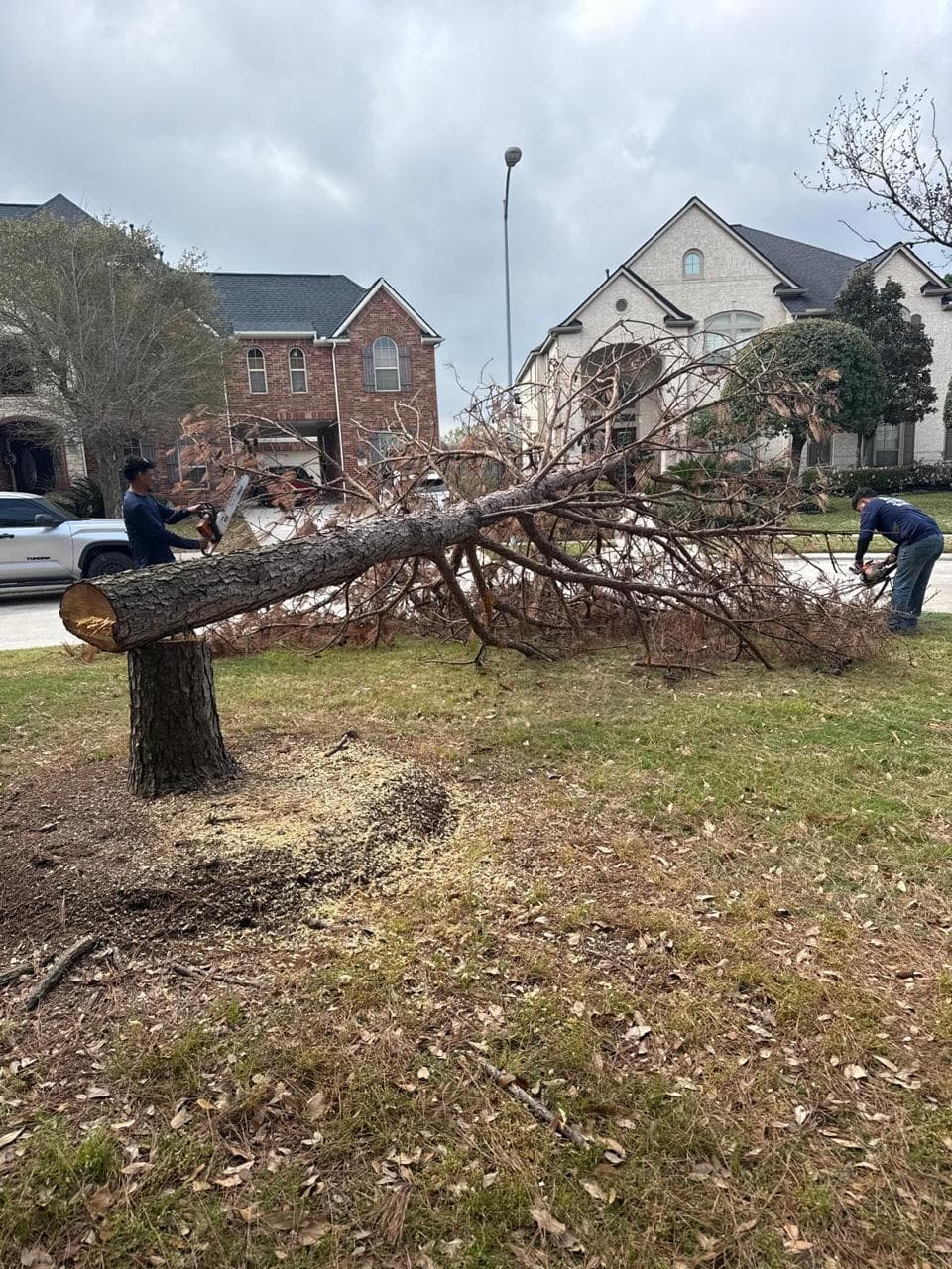 Tree Services photograph from EG Tree Services in the Cleveland, Texas area